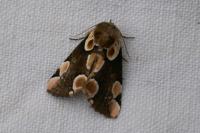 Thyatira batis