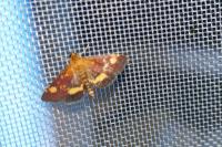 Pyrausta aurata