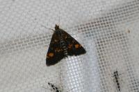 Pyrausta aurata