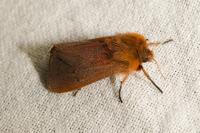 Phragmatobia fuliginosa