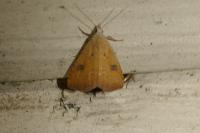 Rivula sericealis
