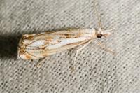 Catoptria falsella