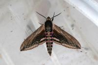 Sphinx ligustri