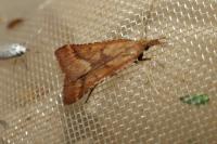 Synaphe punctalis