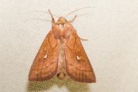 Mythimna conigera