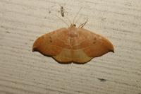 Watsonalla uncinula