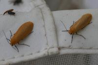 Wittia sororcula