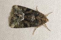 Oligia strigilis/versicolor