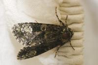 Craniophora ligustri