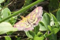 Pyrausta purpuralis
