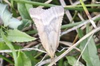Synaphe punctalis