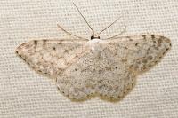 Scopula marginepunctata