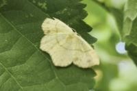 Cyclophora punctaria