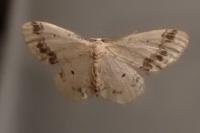 Idaea trigeminata