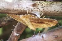 Camptogramma bilineata