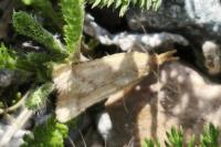 Synaphe punctalis