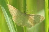 Idaea macilentaria