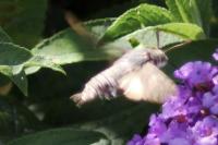 Macroglossum stellatarum