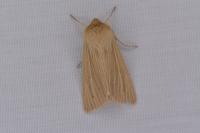 Mythimna pallens