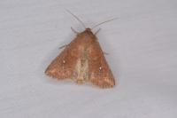 Mythimna albipuncta