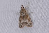 Eudonia mercurella
