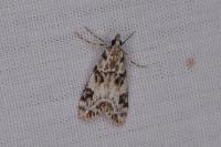 Eudonia delunella