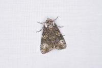 Craniophora ligustri