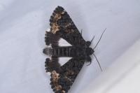 Catephia alchymista