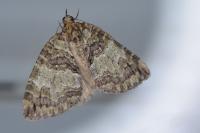 Hydriomena impluviata impluviata