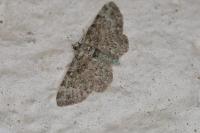 Pasiphila rectangulata