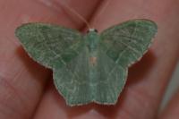 Hemithea aestivaria