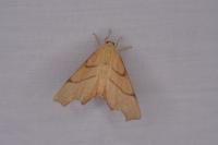 Ennomos erosaria