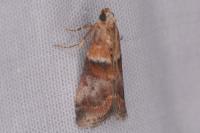 Acrobasis repandana