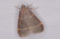 Hypsopygia glaucinalis