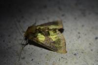 Diachrysia chrysitis