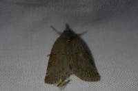 Nycteola revayana