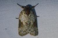 Nycteola revayana