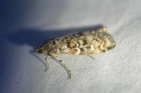 Dioryctria abietella