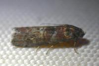 Phycita roborella