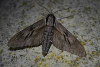 Hyloicus pinastri/maurorum