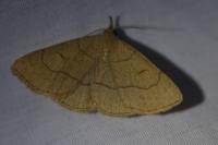 Paracolax tristalis