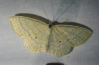 Scopula immutata