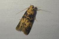 Euzophera pinguis