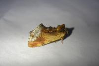 Ptilodon cucullina
