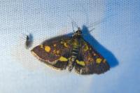 Pyrausta aurata