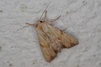 Apamea lithoxylaea