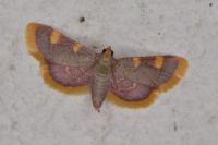 Hypsopygia costalis