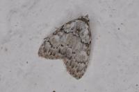 Meganola strigula