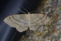 Idaea aversata