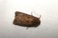 Agrotis segetum